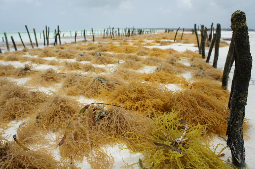 Kimte Beach Lodge Jambiani  Bagian luar foto