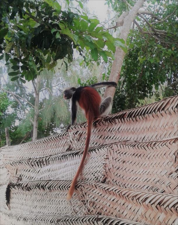 Kimte Beach Lodge Jambiani  Bagian luar foto
